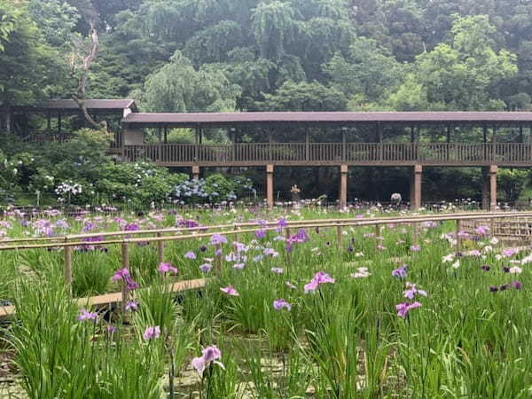 5万本の紫陽花と6千本の花菖蒲！千葉県のあじさい寺【本土寺】へ行こう1.jpg