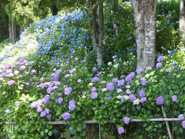 紫陽花ロードを爽快ドライブ！岐阜／板取川