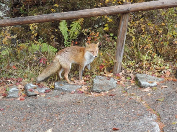 信州の指折り紅葉スポット「横谷渓谷」に出掛けよう！