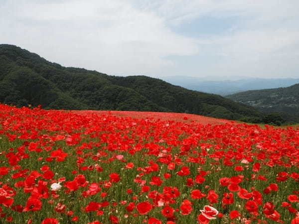 【関東】6月のおすすめ花畑29選！6月に見頃を迎える花の名所ガイド1.jpg