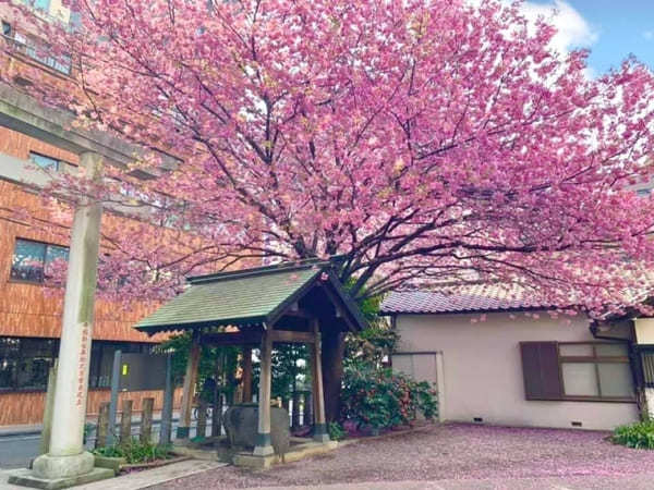 早春の都内で一番美しい神社？ミモザと早咲き桜が彩る蔵前神社へ【台東区】