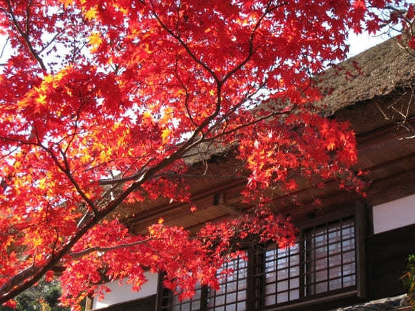 鎌倉でおすすめの紅葉の名所9選！紅葉を楽しむならココ