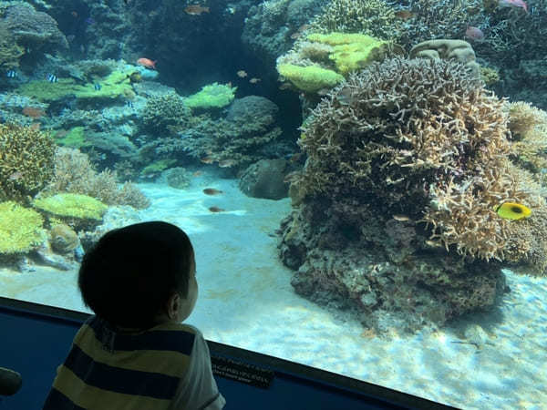 “美ら海の図鑑”ができちゃう！「沖縄美ら海水族館」