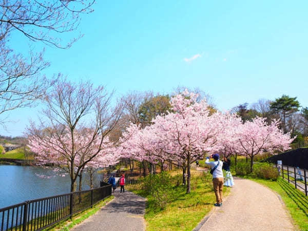 【香川】春らんまん♪讃岐まんのう公園で一面に咲く春の花を楽しもう！