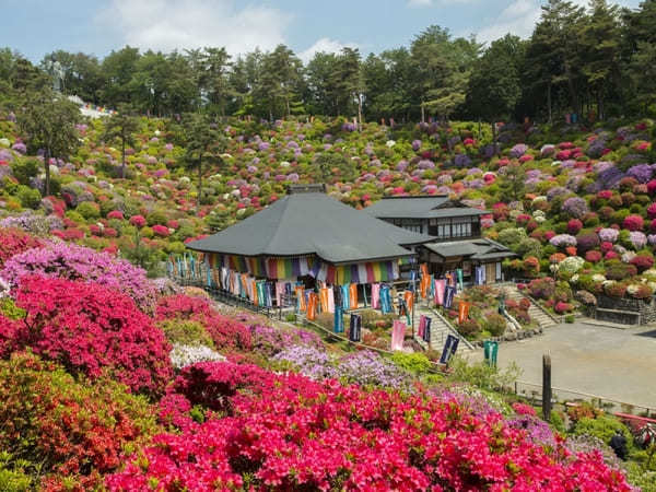 全国のおすすめ花畑85選！一面に絶景が広がる花の名所ガイド