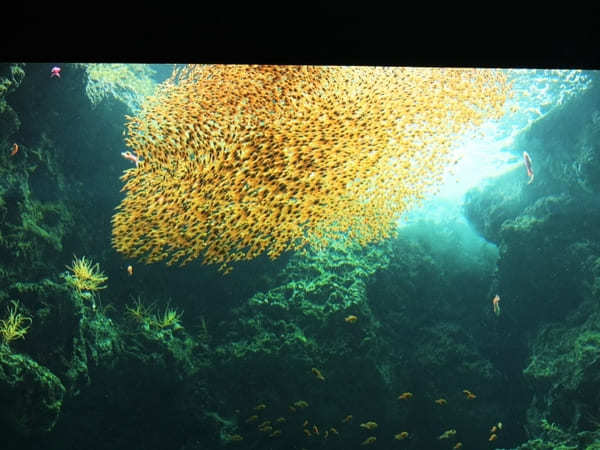 ちょっと変わってる水族館?!アクアマリンふくしま【福島】