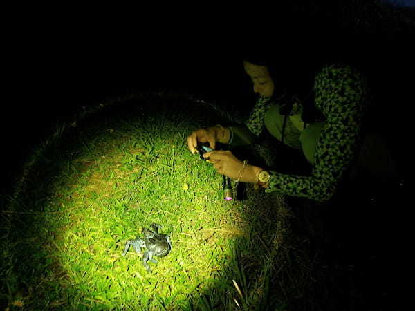 西表島にのみ生息する「イリオモテヤマネコ」の生態や保護活動を知る旅