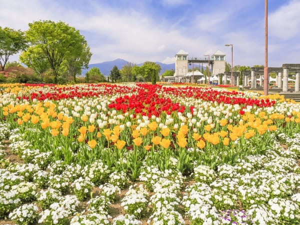 全国のおすすめ花畑85選！一面に絶景が広がる花の名所ガイド