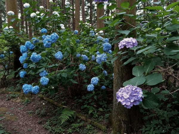 【奈良】御所市のあじさいが咲くスポットを巡ろう1.jpg