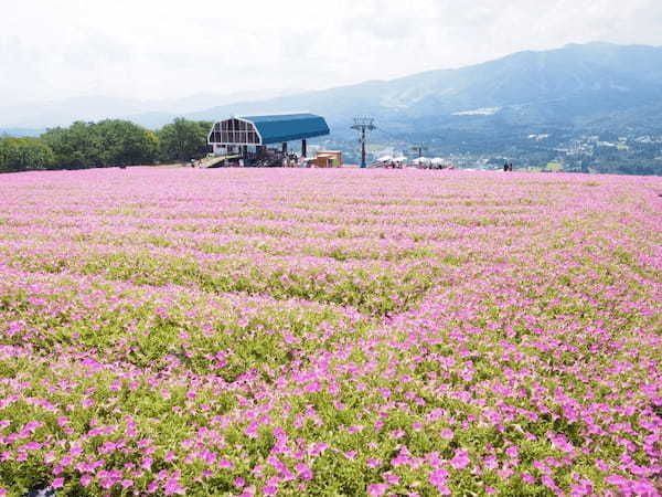 【岐阜】ひるがの高原スキー場の夏と秋は“桃色吐息”が咲くお花畑1.jpg