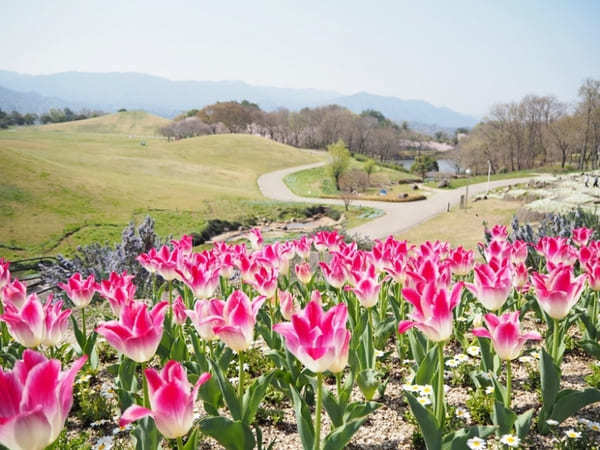 【香川】春らんまん♪讃岐まんのう公園で一面に咲く春の花を楽しもう！