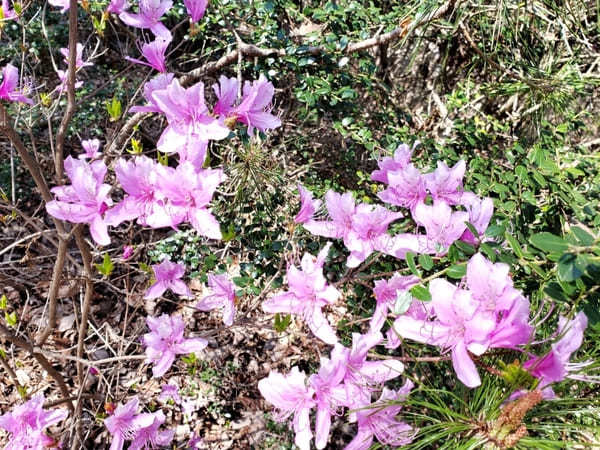 戦国武将ゆかりの地【岐阜県可児市】で歴史と花のスポット巡り！