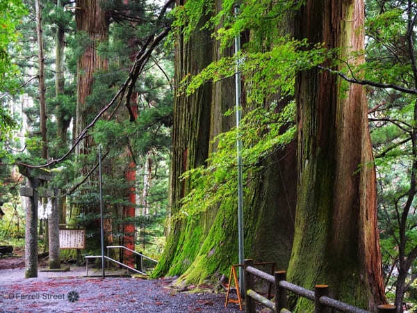 合格祈願から映えスポットまで！茨城の神社11選