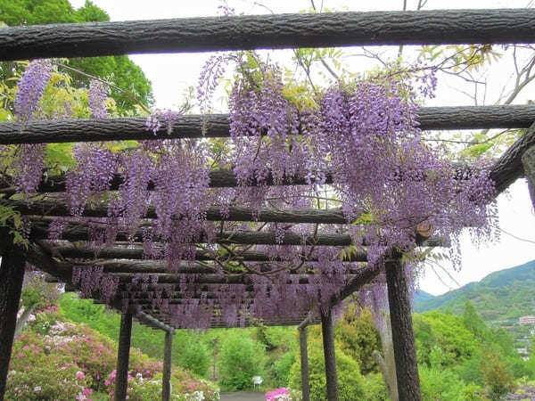 【和歌山】道の駅青洲の里で、外科医「華岡青洲」について知ろう