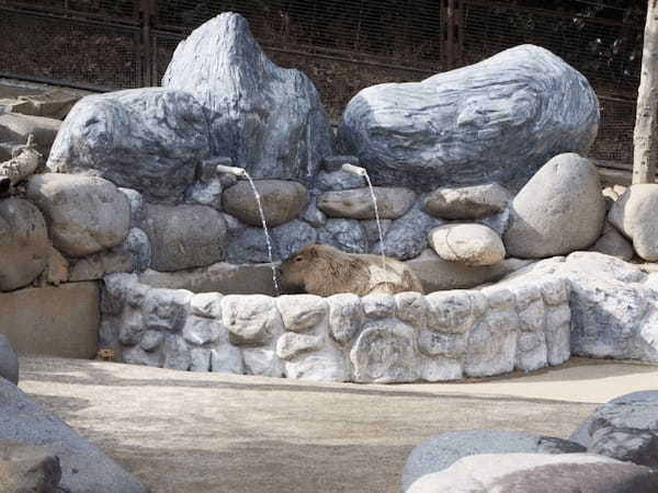 【愛媛】とべ動物園と四国最大級ジップラインで家族皆でマルっと楽しもう！1.jpg