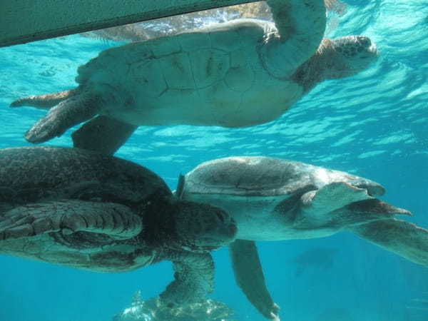 やはり日本一！？ 沖縄美ら海水族館の魅力に迫る