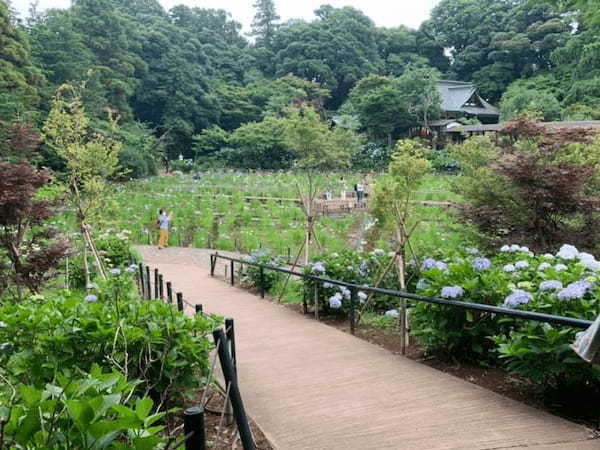 5万本の紫陽花と6千本の花菖蒲！千葉県のあじさい寺【本土寺】へ行こう1.jpg