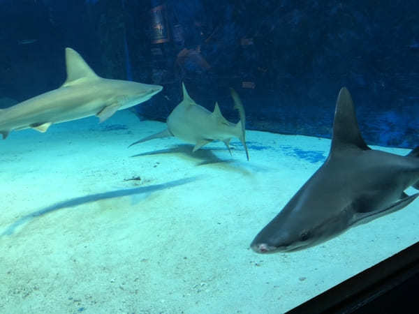 “美ら海の図鑑”ができちゃう！「沖縄美ら海水族館」