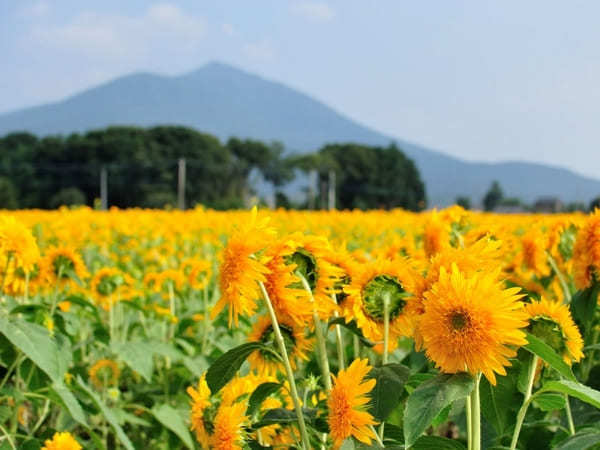 全国のおすすめ花畑85選！一面に絶景が広がる花の名所ガイド