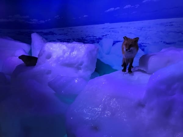 【北海道・網走】夏でも冬でも！極寒のオホーツク・流氷体験が楽しめる「オホーツク流氷館」