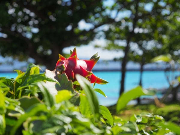 【鳩間島・完全ガイド】絶景ビーチや島の魅力、おすすめの過ごし方を大公開！（沖縄）