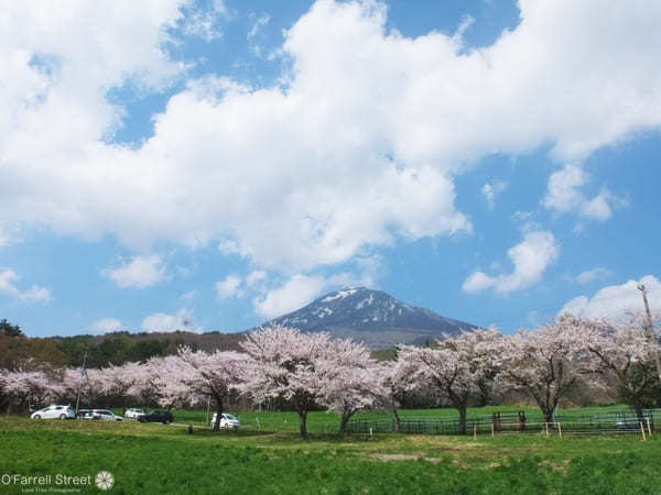 春色めぐり福島さくら紀行4選と立ち寄りスポット