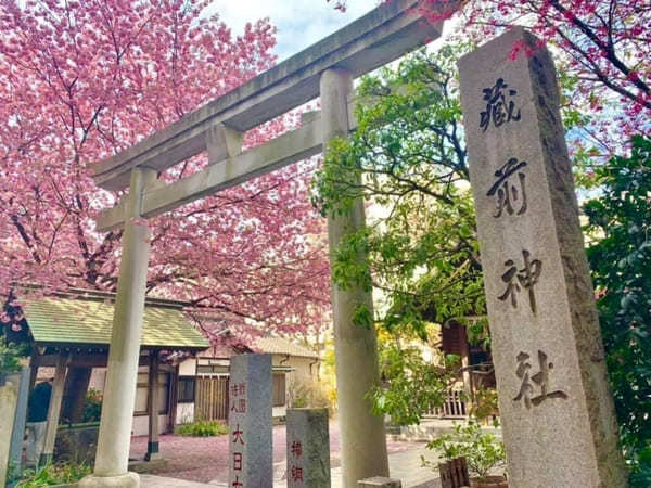 早春の都内で一番美しい神社？ミモザと早咲き桜が彩る蔵前神社へ【台東区】