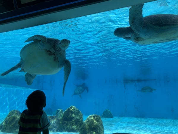 “美ら海の図鑑”ができちゃう！「沖縄美ら海水族館」