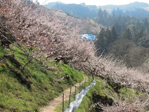 【奈良】約2万本の梅が咲き誇る賀名生梅林へ行こう