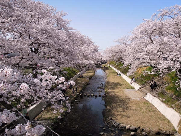 【京都】いちご狩りやお花見も！精華町・井手町で春を感じよう