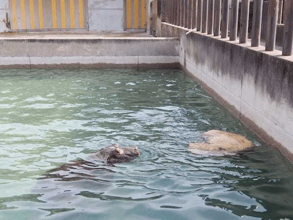 【愛媛】とべ動物園と四国最大級ジップラインで家族皆でマルっと楽しもう！1.jpg