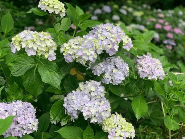 5万本の紫陽花と6千本の花菖蒲！千葉県のあじさい寺【本土寺】へ行こう1.jpg