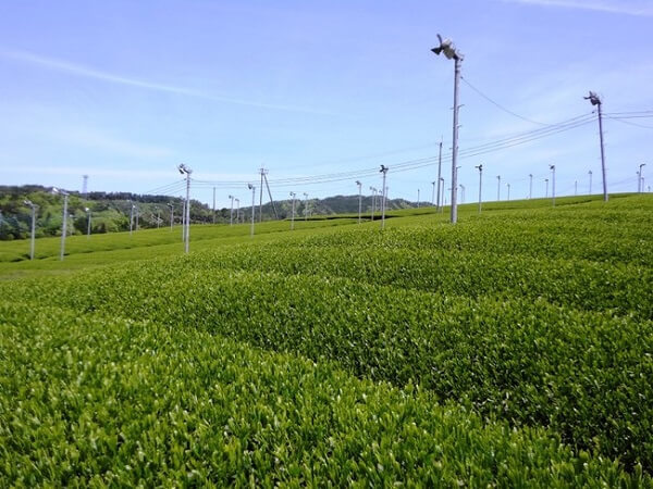 1200年の歴史が香る近江『朝宮茶』を使用！新食感の「藤原園 抹茶ゼリー」が発売