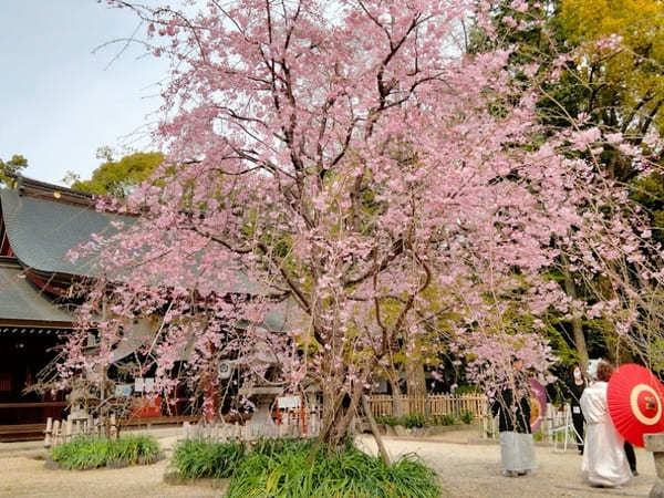 毎月御朱印が変わる！カエルが守る【名古屋 富部神社】