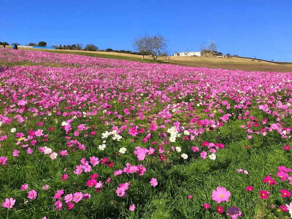 【入園無料】日本にもこんな美しいお花畑が！淡路島の「あわじ花さじき」で季節とりどりのお花畑を楽しもう！1.jpg