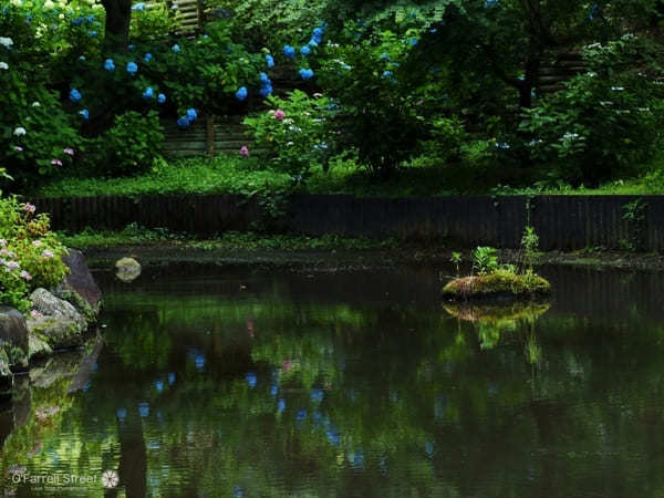 日本庭園と紫陽花が魅力！保和苑の見どころ【茨城】