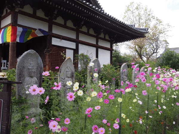 【奈良】コスモスが埋め尽くす古刹「般若寺」1.jpg