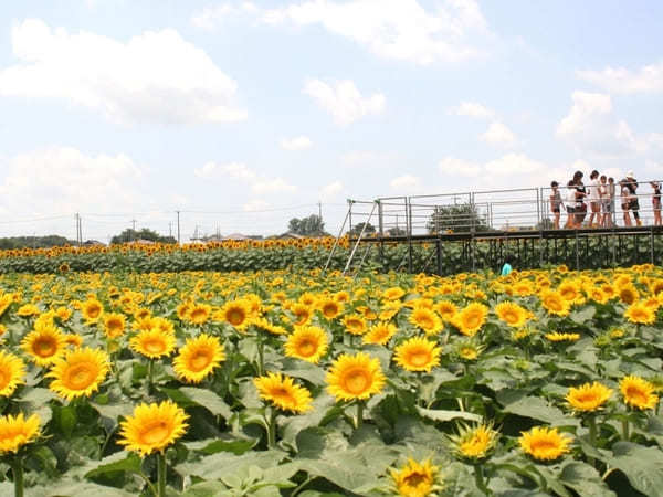 【関東】7月のおすすめ花畑18選！7月に見頃を迎える花の名所ガイド