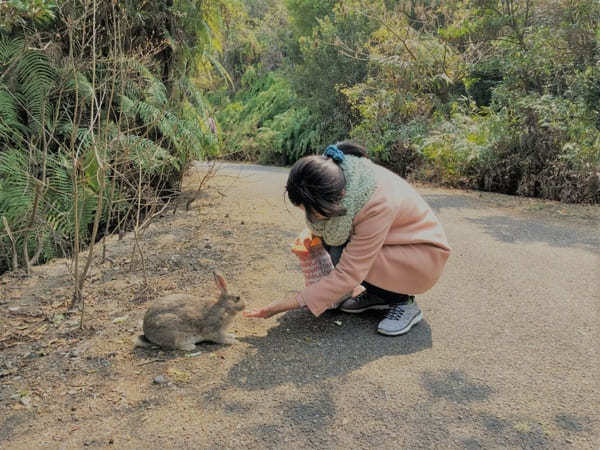 広島・大久野島：世界で唯一！？ウサギ700羽に触り放題～アクセス＆事前注意点～