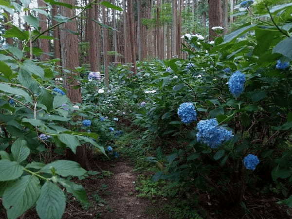 【奈良】御所市のあじさいが咲くスポットを巡ろう1.jpg