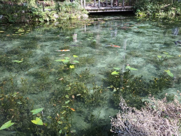 【岐阜】モネの池のニューフェイス！「 ハートの鯉」を見つけると恋愛運アップ！？新名物も♪