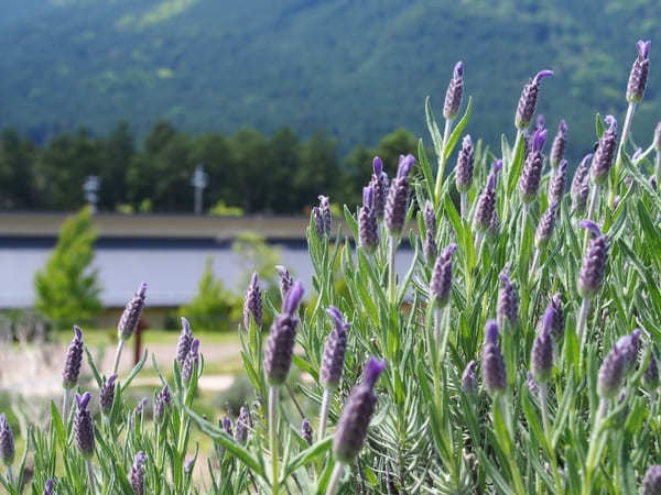 【兵庫】ラベンダーパーク多可で癒されよう！チェーンソーアートに卵かけご飯も！