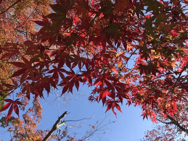 千葉の紅葉名所No.1【本土寺】のオススメ写真スポット＆楽しみ方を伝授！