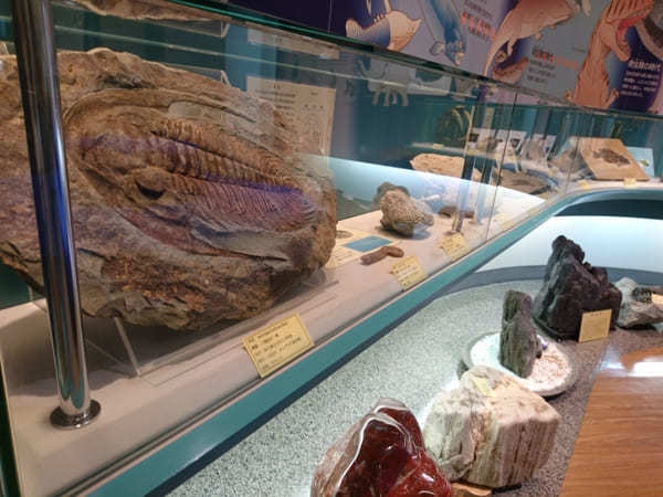 日本初の昆虫化石博物館【兵庫県】おもしろ昆虫化石館の見どころ紹介