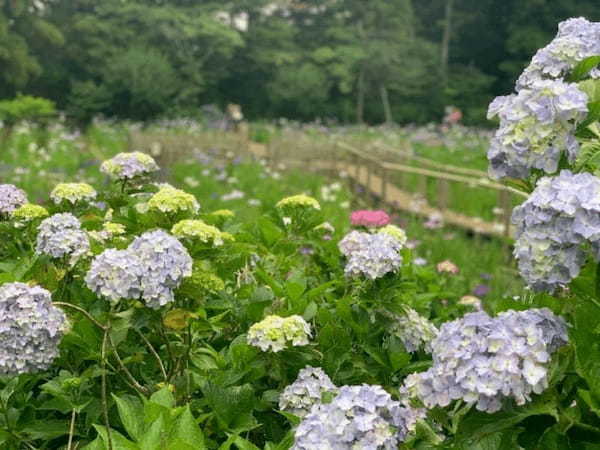 5万本の紫陽花と6千本の花菖蒲！千葉県のあじさい寺【本土寺】へ行こう1.jpg