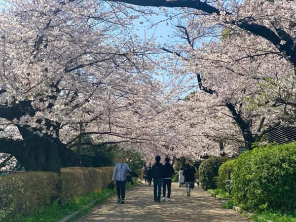 東京23区内の桜の名所！絶対に外さないお花見スポット7選