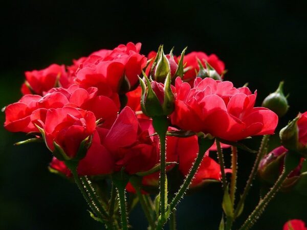 「花風水」を取り入れて運気を上げる環境を作ろう。おすすめの種類や注意点など