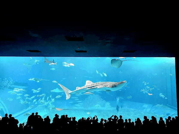 沖縄観光はバスツアーが便利！美ら海水族館などリピーターにもオススメ