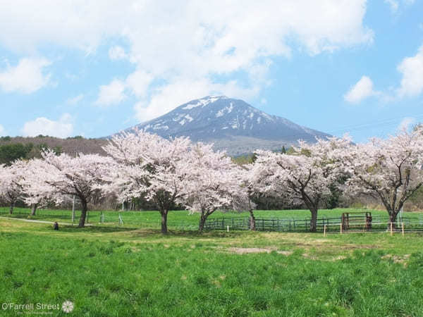 春色めぐり福島さくら紀行4選と立ち寄りスポット