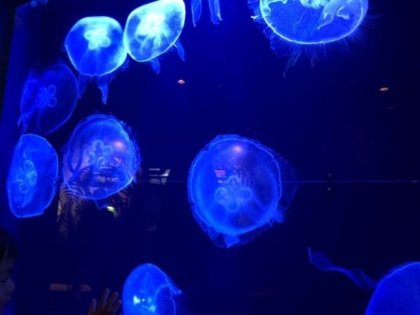 “美ら海の図鑑”ができちゃう！「沖縄美ら海水族館」